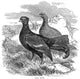 Black Grouse Wood Engraving Fine Art Print by Granger Collection