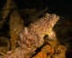 Oyster Toadfish in the USS Indra Shipwreck Fine Art Print by Brent Barnes