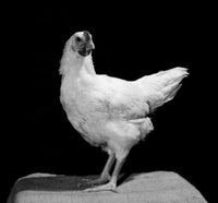 Side Profile of a Chicken Fine Art Print - Available Sizes