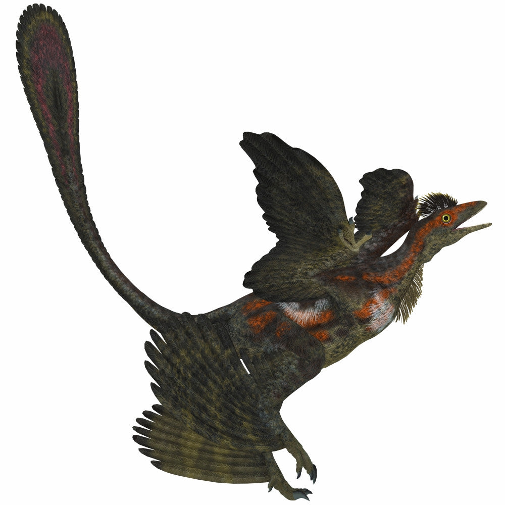 Microraptor Cretaceous Period Dinosaur Poster Print by Corey Ford
