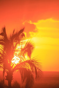 Sunset and Palm Trees Fine Art Print by Stuart Westmorland