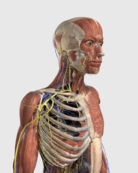 Human Upper Body Anatomy Fine Art Print - Axial Skeleton & Veins