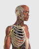 Human Upper Body Anatomy Fine Art Print - Axial Skeleton & Veins
