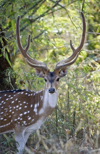 Spotted Deer in Forest - Kanha National Park Photo Print by Panoramic Images