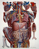 Human Anatomy Fine Art Print - Mascagni Illustration c.1820s by Science Source