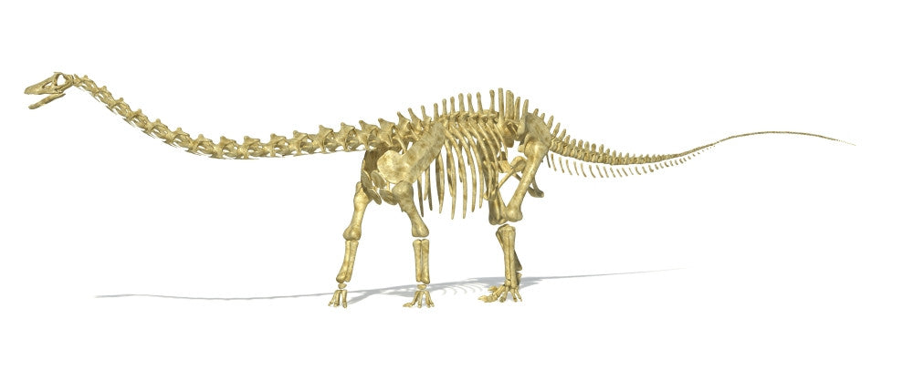 3D Rendering of Diplodocus Dinosaur Skeleton Fine Art Print