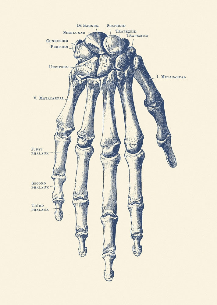 Vintage Anatomy Print Featuring Human Skeleton Hand by John Parrot