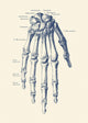 Vintage Anatomy Print Featuring Human Skeleton Hand by John Parrot