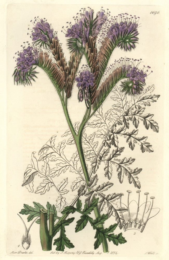 Tansy-Leaved Phacelia Fine Art Print by Florilegius | Mary Evans