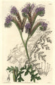 Tansy-Leaved Phacelia Fine Art Print by Florilegius | Mary Evans
