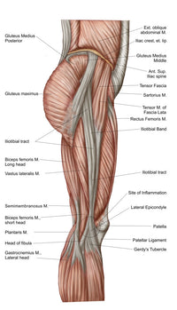 Anatomy of Human Thigh Muscles Poster Print - Anterior View