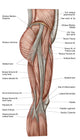 Anatomy of Human Thigh Muscles Poster Print - Anterior View