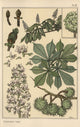 Chestnut Tree Botanical Study Fine Art Print by Florilegius