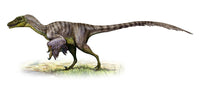 Velociraptor mongoliensis Cretaceous Period Poster Print