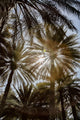 Midday Sun in Palm Trees Art Print by Tom Norring