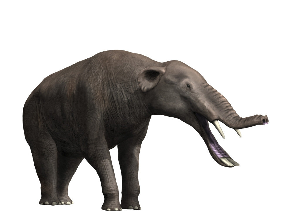 Platybelodon Grangeri Fine Art Print by Nobumichi Tamura