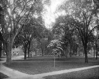 Harvard Yard C1890 Fine Art Print by Granger Collection