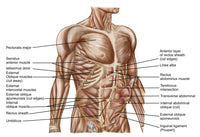 Anatomy of Human Abdominal Muscles Fine Art Print - 34x23, 17x11