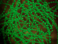 Microscopic View of Cocci Bacterium Fine Art Print