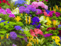 Mass Colorful Planting of Flowers Fine Art Print by Sylvia Gulin
