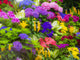 Mass Colorful Planting of Flowers Fine Art Print by Sylvia Gulin