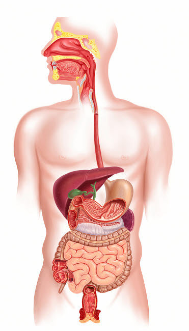 Cross Section of the Human Digestive System Fine Art Print by Leonello Calvetti