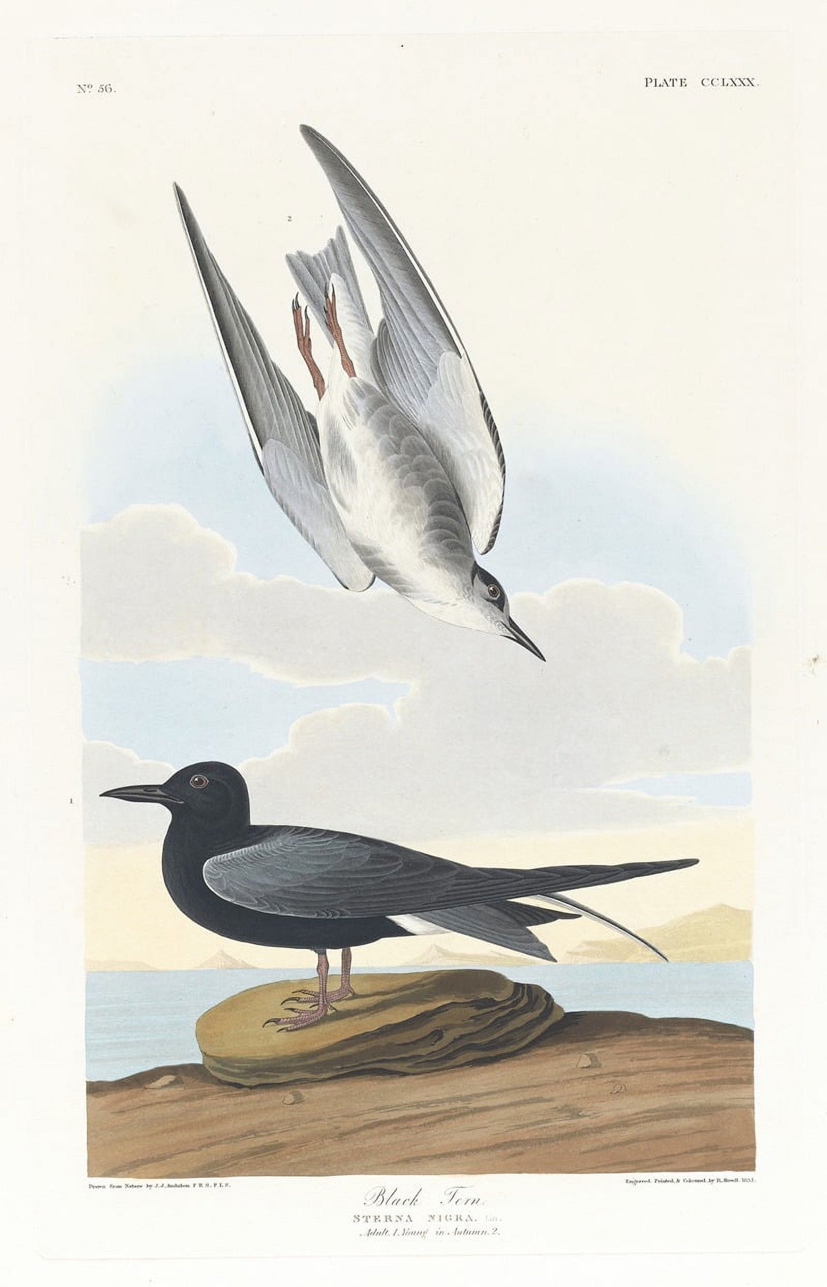 Black Tern Art Print by John James Audubon, 18x24, fine art poster.