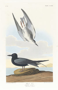 Black Tern Art Print by John James Audubon, 18x24, fine art poster.