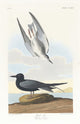 Black Tern Art Print by John James Audubon, 18x24, fine art poster.