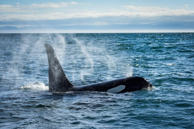 Southern Resident Killer Whale blowing water in Juan de Fuca, Washington State photo print.