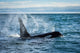 Southern Resident Killer Whale blowing water in Juan de Fuca, Washington State photo print.