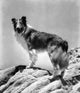 Come Home Lassie 1943 Photo Poster Print