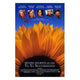 Divine Secrets of the Ya-Ya Sisterhood Movie Poster 11x17