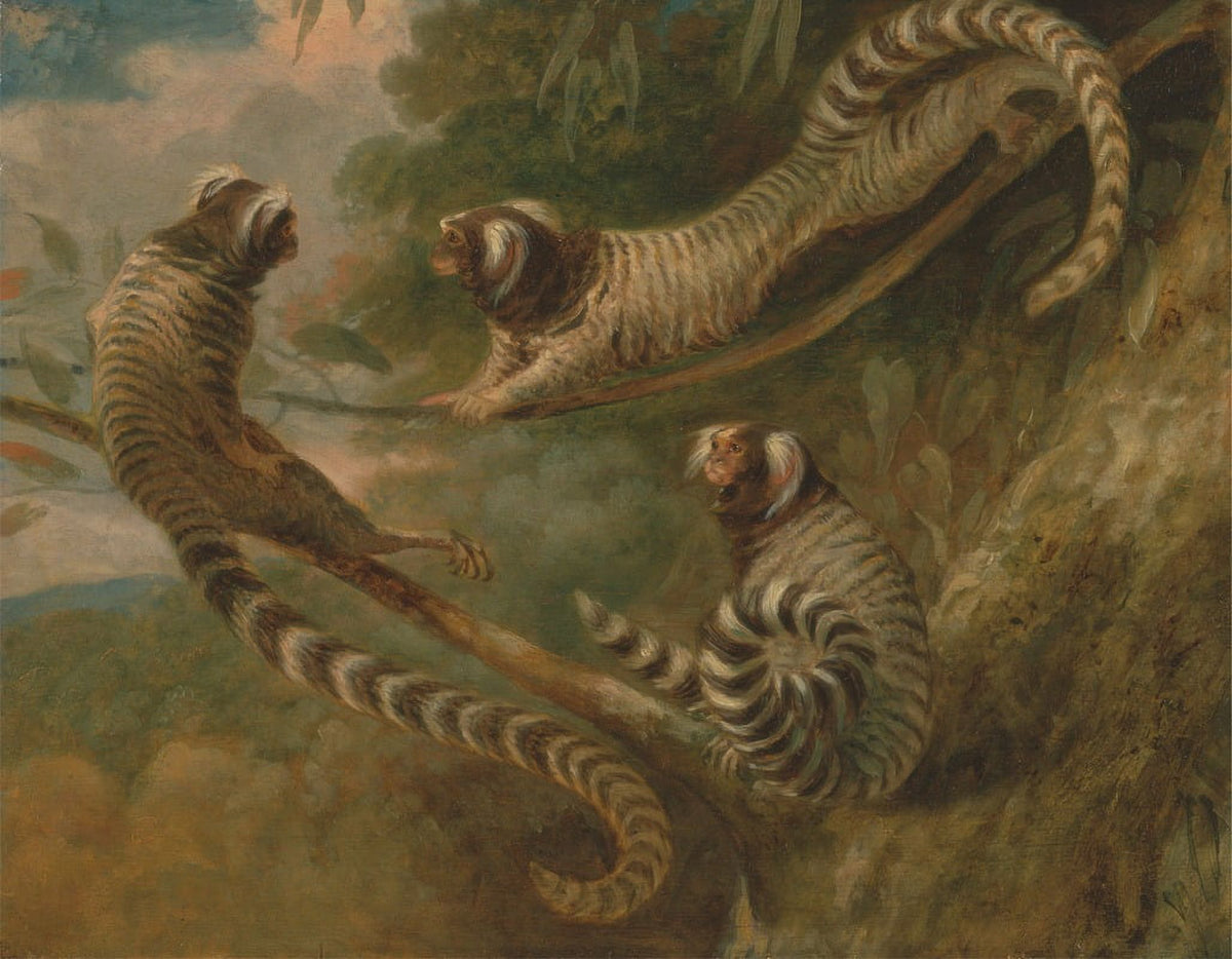 A Marmoset in Three Attitudes art print by George Garrard