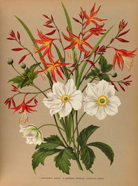 Crocosmia Aurea and Anemone Japonica Art Print by Arentina Hendrica Arendsen
