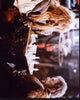 Ron Perlman and Roy Dotrice playing chess in Beauty and the Beast photo print