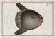 Diodon Mola Sunfish art print by Marcus Elieser Bloch