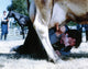 Tom Green Milking a Cow Photo Print in multiple sizes