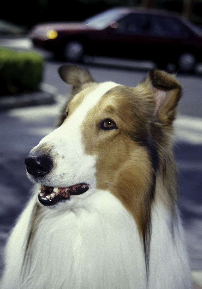 Lassie Photo Print showcasing the iconic canine companion.