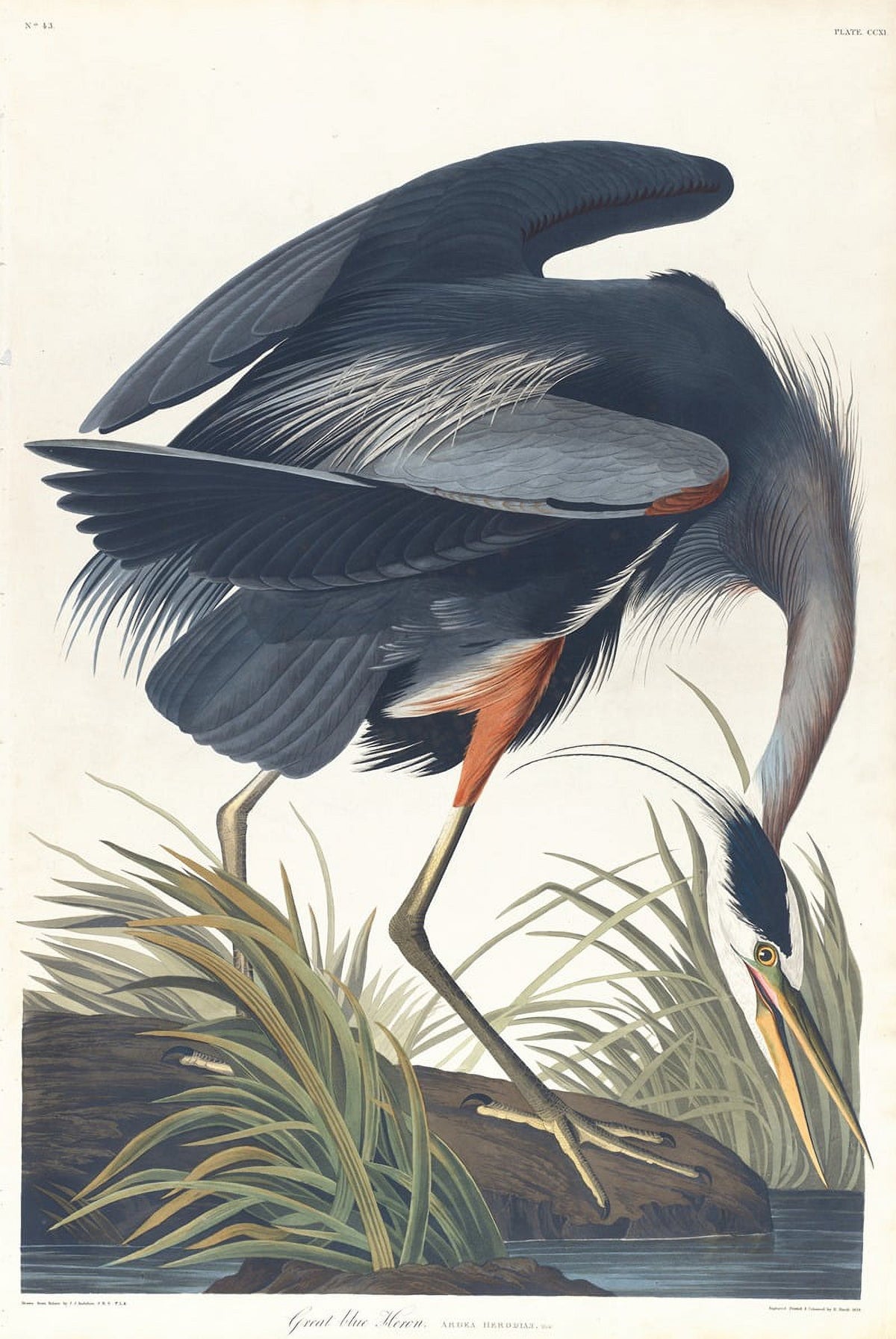 Great Blue Heron Art Print by John James Audubon - nature artwork