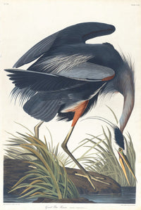 Great Blue Heron Art Print by John James Audubon - nature artwork
