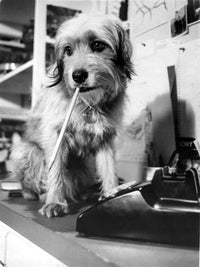 Benji the dog biting a pencil photo print, playful dog art.