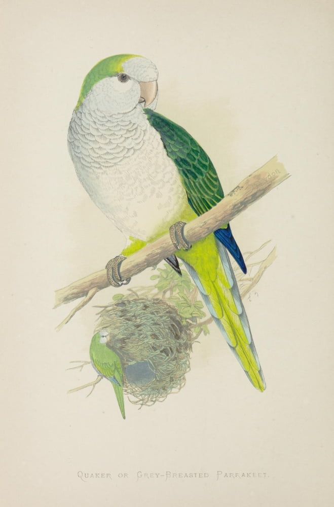 Parrots in Captivity 1884 Quaker Parakeet Poster Print by A.F. Lydon