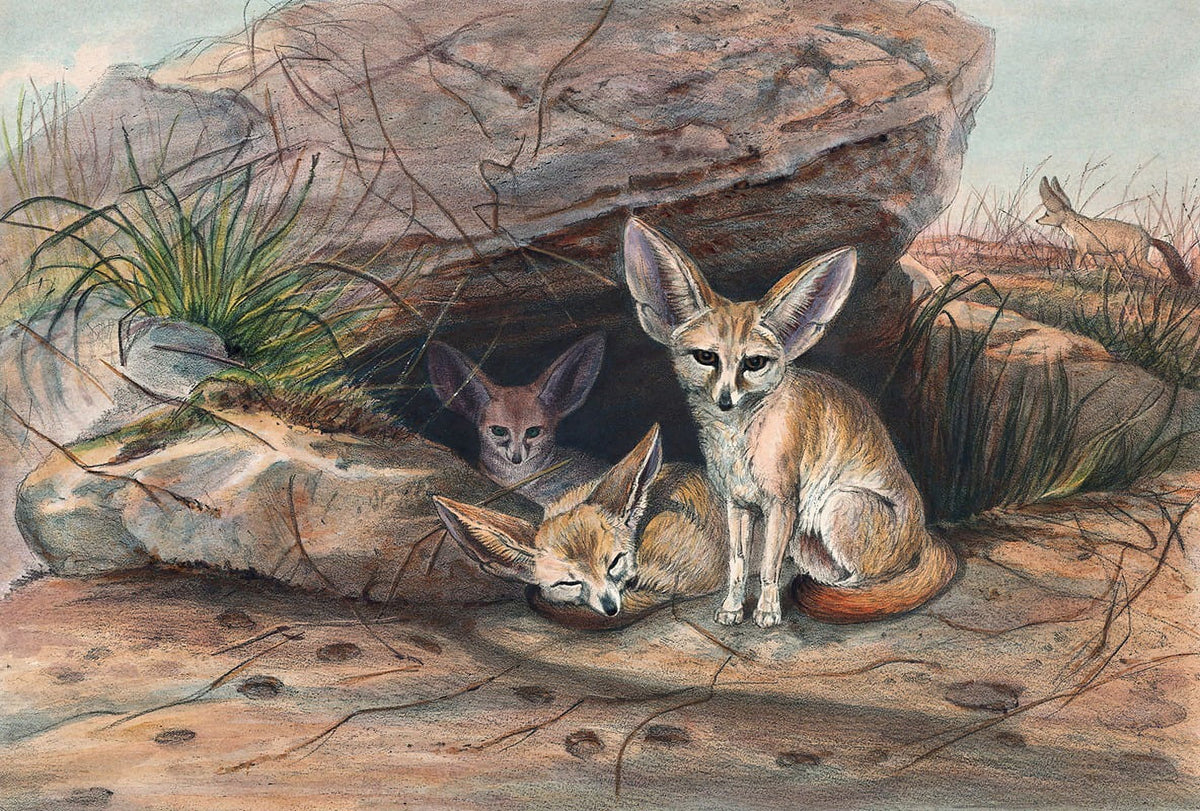 Fennec Fox art print by Joseph Wolf, showcasing a beautiful wildlife illustration.