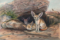 Fennec Fox art print by Joseph Wolf, showcasing a beautiful wildlife illustration.
