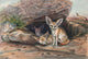 Fennec Fox art print by Joseph Wolf, showcasing a beautiful wildlife illustration.