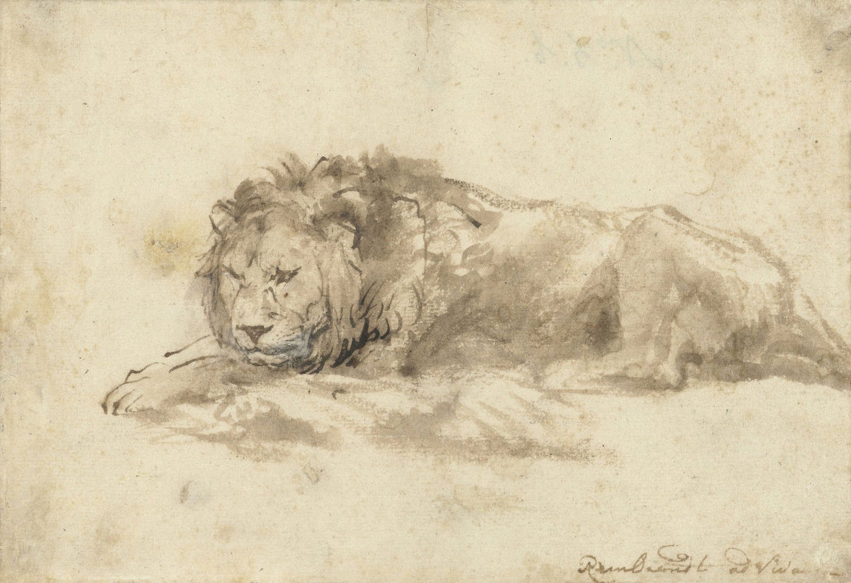 Reclining Lion Fine Art Print by Rembrandt Van Rijn, showcasing intricate pen and ink details.