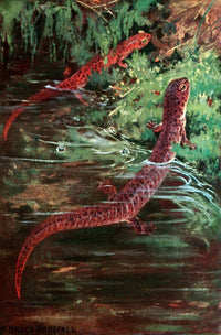 Purple Salamander and Red Salamander vintage poster print