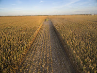 John Deere combine harvesting corn in Marion County, Illinois photo print