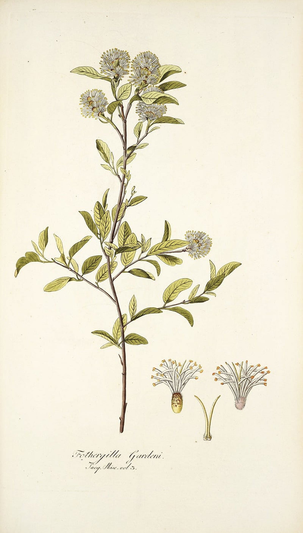 Fothergilla Gardeni botanical print by Nikolaus Joseph Freiherr von Jacquin